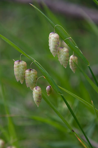 Briza maxima