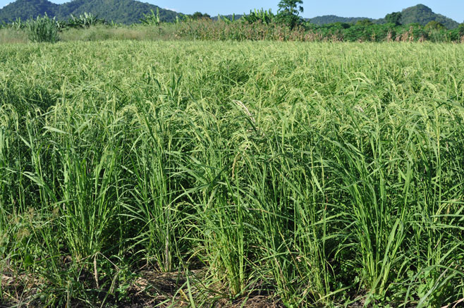 Oryza sativa (Rice)