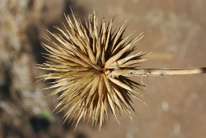 Oxytenanthera abyssinica (Holy Venda bamboo, Bindura bamboo)