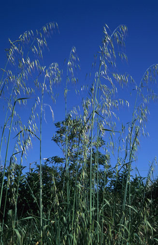 Avena fatua