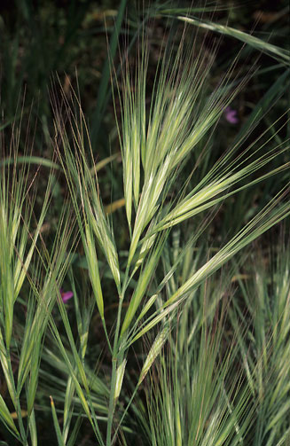 Bromus diandrus 