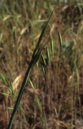 Avena fatua