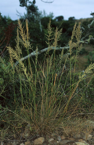 Sporobolus fimbriatus