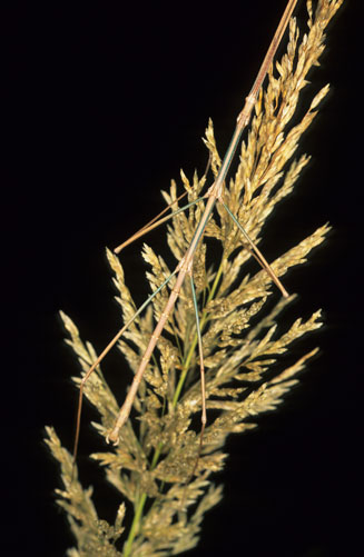 Sporobolus fimbriatus