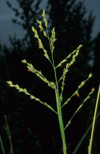 Panicum deustum 