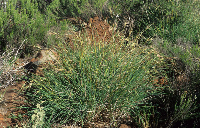 Themeda triandra