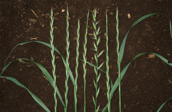 Lolium perenne (Perennial ryegrass)