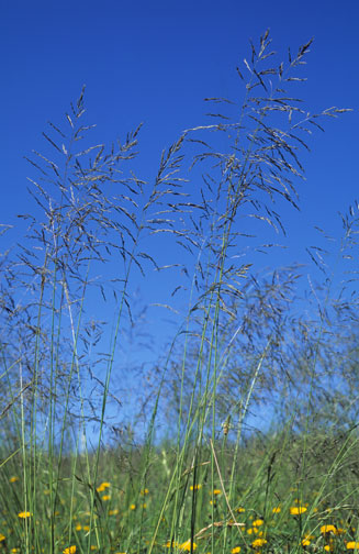 Eragrostis curvula (Weeping lovegrass)