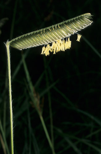 Harpochloa falx 