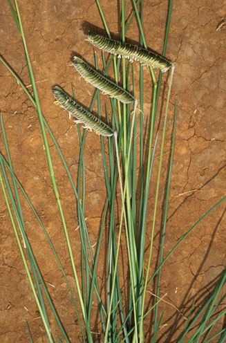Harpochloa falx 