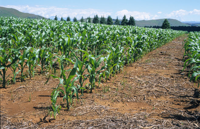 Zea mays (Maize, Corn)