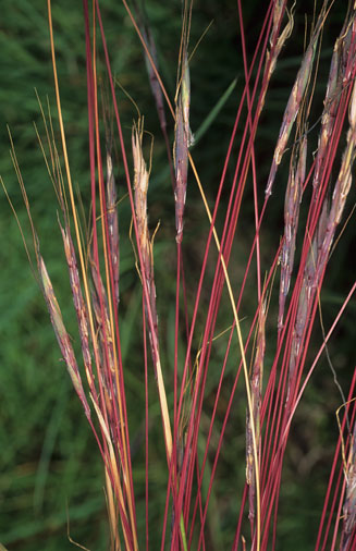 Heteropogon contortus