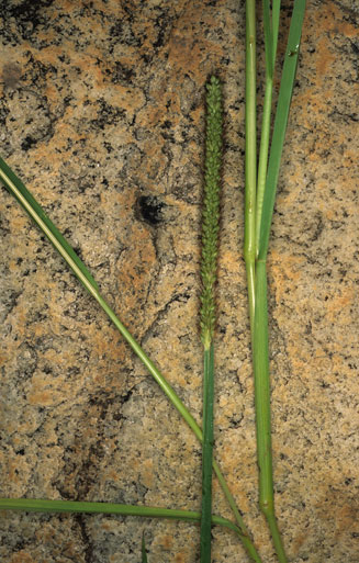 Setaria incrassata