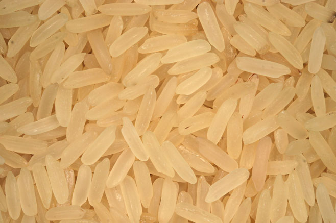 Oryza sativa (Rice)