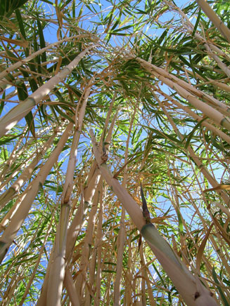 Arundo donax (Giant reed, Spanish cane)