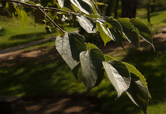 Celtis africana (White stinkwood)