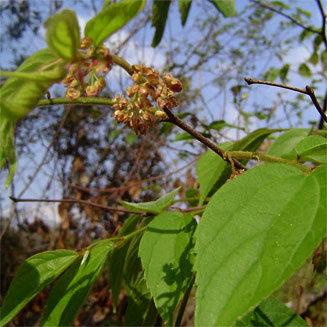 Celtis africana (White stinkwood)