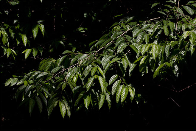 Celtis gomphophylla (Rough-leaved white-stinkwood)