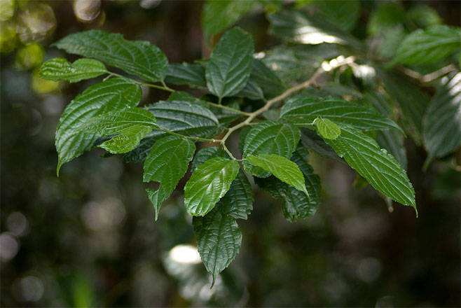 Celtis gomphophylla (Rough-leaved white-stinkwood)