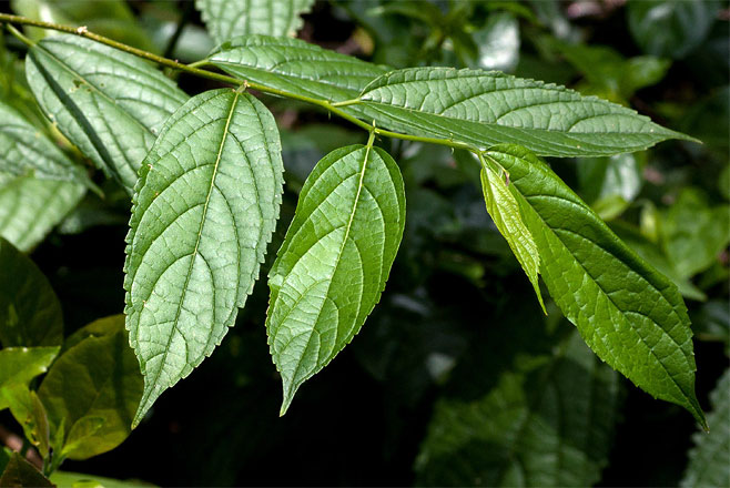 Celtis gomphophylla (Rough-leaved white-stinkwood)