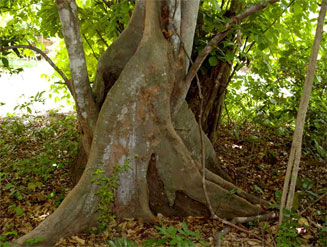 Celtis mildbraedii (Red-fruit white-stinkwood)