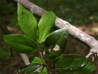 Celtis mildbraedii (Red-fruit white-stinkwood)