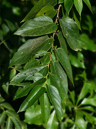 Trema orientalis (Pigeonwood)
