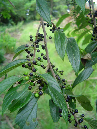 Trema orientalis (Pigeonwood)