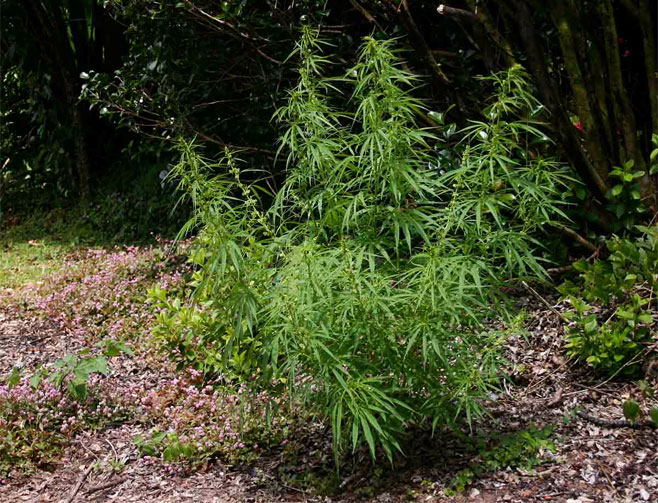 Cannabis sativa (Hemp, Dagga)