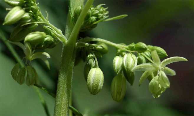 Cannabis sativa (Hemp, Dagga)