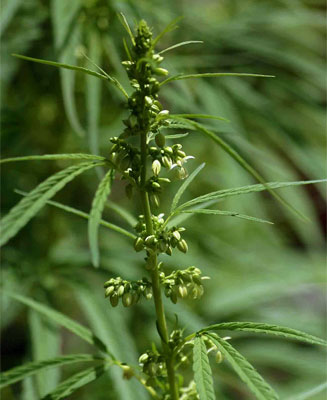 Cannabis sativa (Hemp, Dagga)