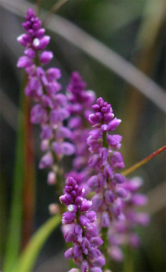 Polygala africana 