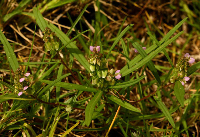 Polygala albida