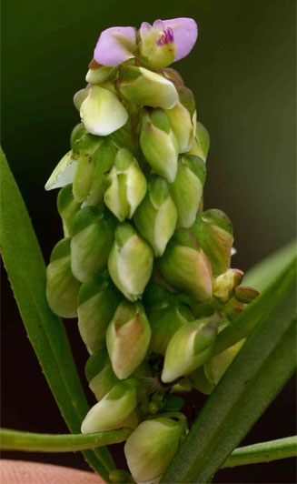 Polygala albida