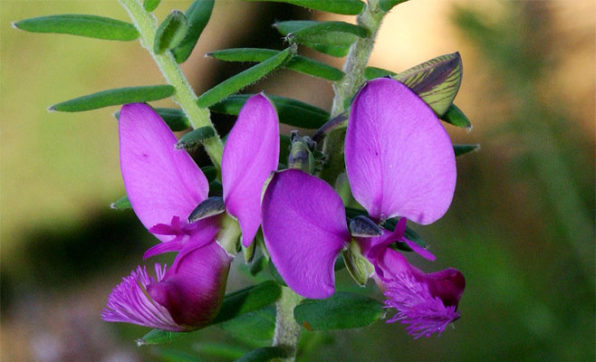 Polygala gazensis