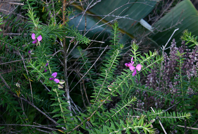 Polygala gazensis