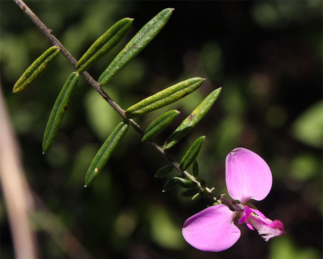 Polygala gazensis