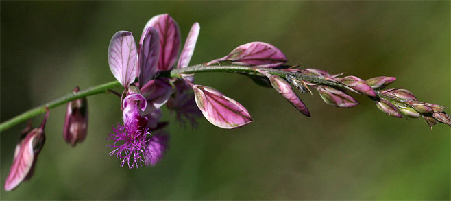 Polygala hottentotta 