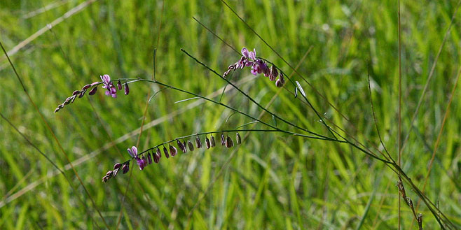 Polygala hottentotta 