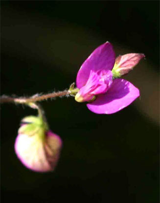 Polygala ohlendorfiana