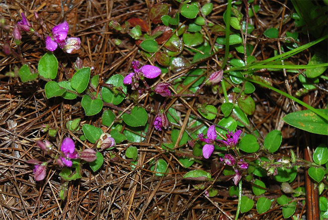 Polygala ohlendorfiana