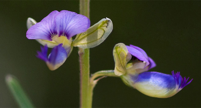 Polygala petitiana