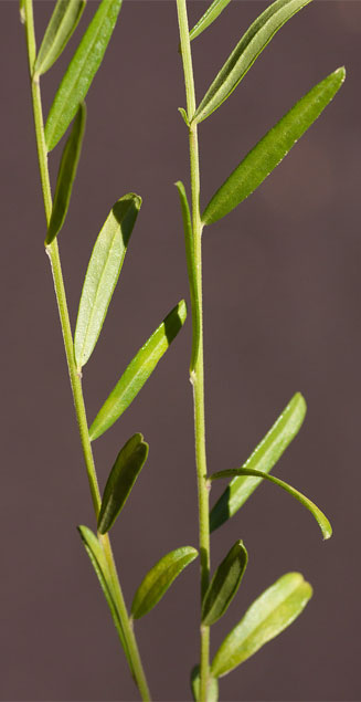 Polygala petitiana