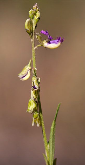 Polygala petitiana