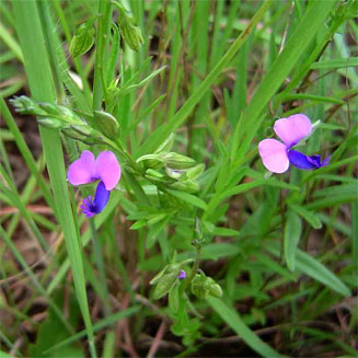 Polygala rehmannii