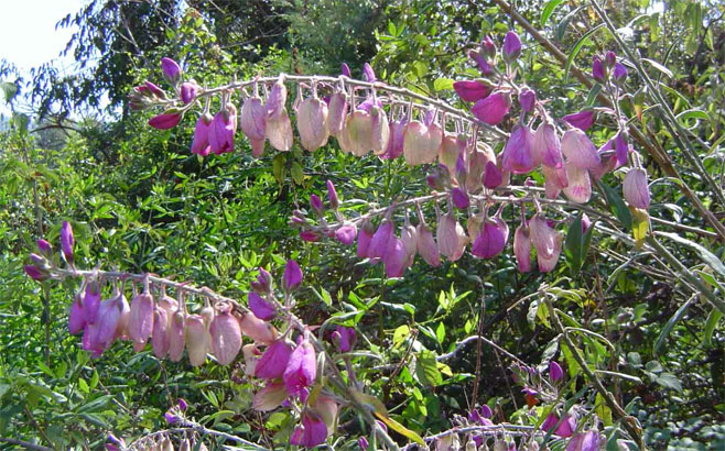 Polygala virgata
