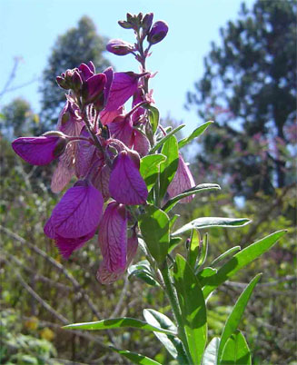 Polygala virgata