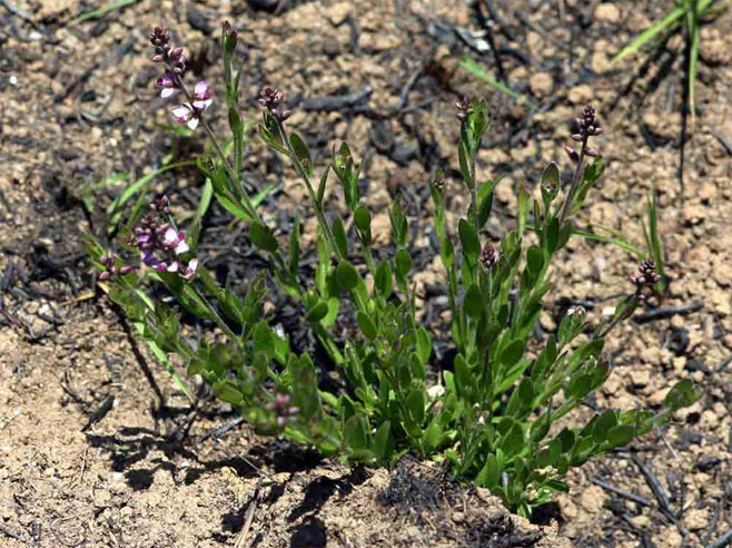 Polygala wilmsii