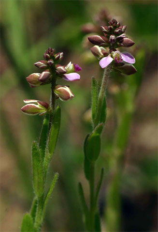 Polygala wilmsii