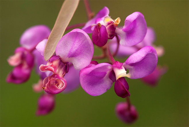 Securidaca longepedunculata